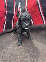 Ocean, a male Miniature Schnauzer and Poodle - Miniature  for sale in Evensville, TN – 1 of 8