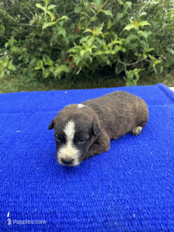 Scout – Australian Cattle Dog puppy for sale in Evensville, TN