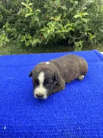 Scout, a female Australian Cattle Dog for sale in Evensville, TN – 1 of 8