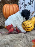 Nilsa, a female Schnoodle and Poodle - Miniature  for sale in Evensville, TN – 2 of 7