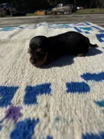 Candyman, a male Miniature Dachshund for sale in Evensville, TN – 3 of 5