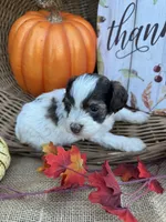Nollie, a female Schnoodle and Poodle - Miniature  for sale in Evensville, TN – 2 of 7