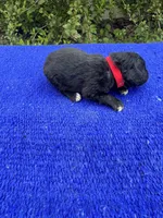 Nutty Buddy, a male Miniature Aussiedoodle for sale in Evensville, TN – 6 of 7