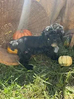 Ocean, a male Miniature Schnauzer and Poodle - Miniature  for sale in Evensville, TN – 5 of 8