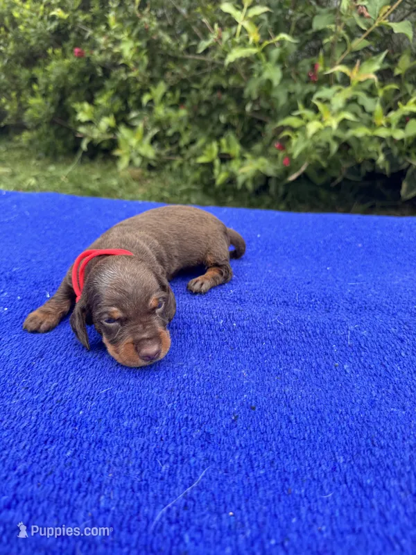 Sadie – Miniature Dachshund puppy for sale in Evensville, TN