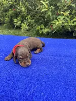 Sadie, a female Miniature Dachshund for sale in Evensville, TN – 1 of 10