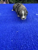 Zebra Cake, a male Miniature Aussiedoodle for sale in Evensville, TN – 2 of 9