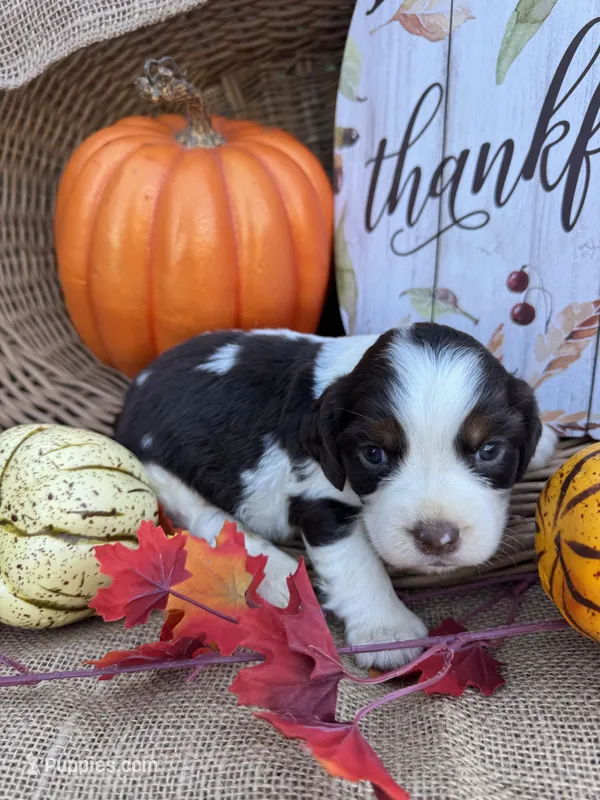 Nessie – English Springer Spaniel puppy for sale in Evensville, TN
