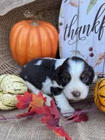 Nessie, a female English Springer Spaniel for sale in Evensville, TN – 1 of 9
