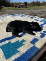 Nacho, a male Giant Schnauzer for sale in Evensville, TN – 5 of 6