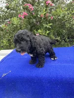 Zane, a male Sheepadoodle for sale in Evensville, TN – 9 of 9