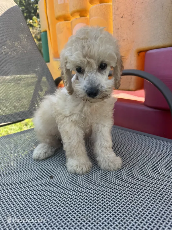 Creek – Miniature Schnauzer, Poodle - Miniature  puppy for sale in Evensville, TN