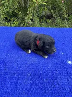 Nutty Buddy, a male Miniature Aussiedoodle for sale in Evensville, TN – 7 of 7