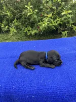 Max, a male Miniature Dachshund for sale in Evensville, TN – 3 of 8