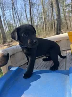 Harlo, a male Labrador Retriever for sale in Evensville, TN – Photo 3 of 7