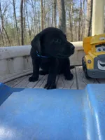 Harlo, a male Labrador Retriever for sale in Evensville, TN – Photo 2 of 7