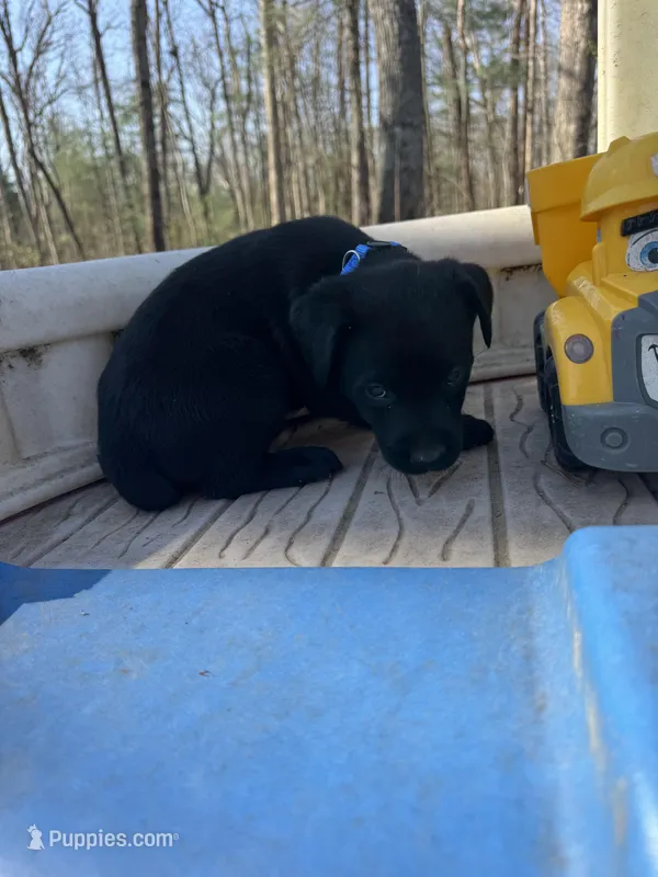 Harlo – Labrador Retriever puppy for sale in Evensville, TN