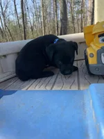 Harlo, a male Labrador Retriever for sale in Evensville, TN – Photo 1 of 7