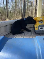 Harlo, a male Labrador Retriever for sale in Evensville, TN – Photo 7 of 7