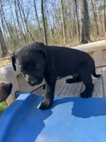 Harlo, a male Labrador Retriever for sale in Evensville, TN – Photo 5 of 7