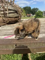 Zebra Cake, a male Miniature Aussiedoodle for sale in Evensville, TN – 8 of 10