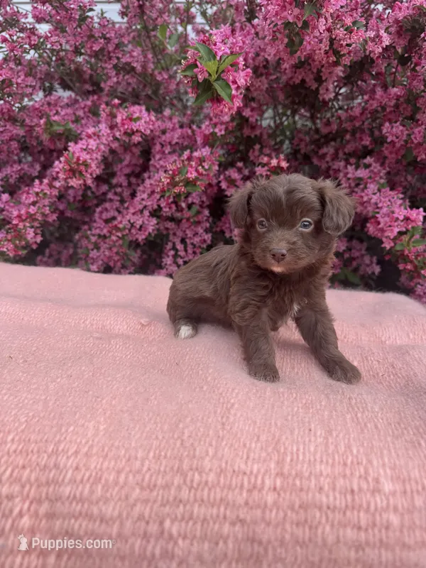 Delaney – Miniature Aussiedoodle puppy for sale in Evensville, TN