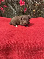 Delaney, a  Miniature Aussiedoodle for sale in Evensville, TN – Photo 3 of 8