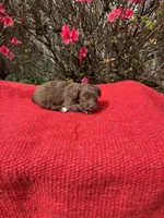 Delaney, a  Miniature Aussiedoodle for sale in Evensville, TN – Photo 6 of 8