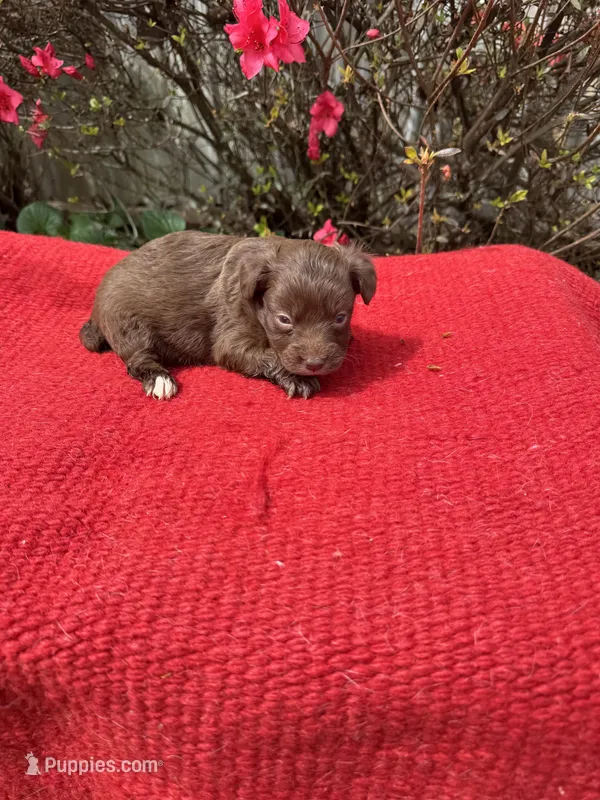 Delaney – Miniature Aussiedoodle puppy for sale in Evensville, TN