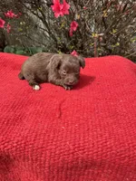 Delaney, a  Miniature Aussiedoodle for sale in Evensville, TN – Photo 1 of 8