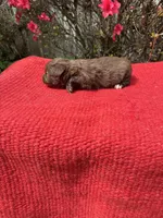 Delaney, a  Miniature Aussiedoodle for sale in Evensville, TN – Photo 2 of 8