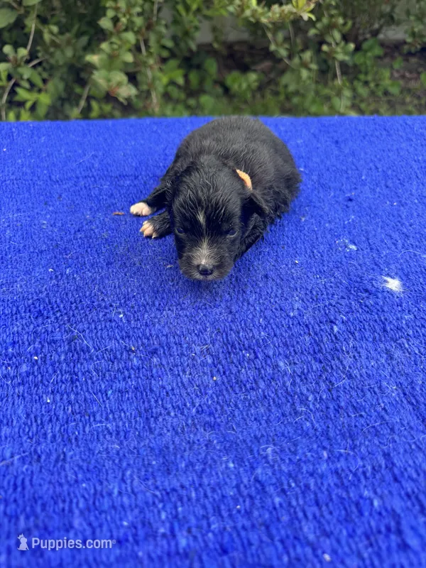 Fudge Round – Miniature Aussiedoodle puppy for sale in Evensville, TN