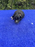 Fudge Round, a female Miniature Aussiedoodle for sale in Evensville, TN – 1 of 8