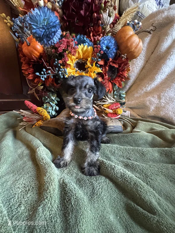 Ozora – Miniature Schnauzer, Schnoodle puppy for sale in Evensville, TN