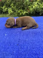 Izzy, a female Miniature Dachshund for sale in Evensville, TN – 8 of 8