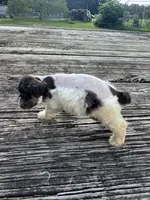 Precision, a female Schnoodle for sale in Evensville, TN – 4 of 7