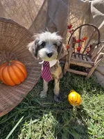 Zebra Cake, a male Miniature Aussiedoodle for sale in Evensville, TN – 5 of 9