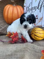 Nilsa, a female Schnoodle and Poodle - Miniature  for sale in Evensville, TN – 6 of 7