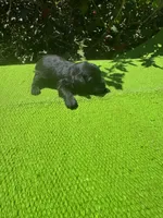 Elaretta, a female Schnoodle for sale in Evensville, TN – 5 of 8