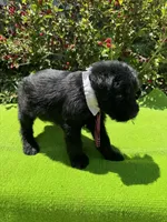 Legacy, a male Giant Schnauzer for sale in Evensville, TN – 3 of 7
