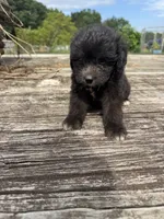 Nutty Buddy, a male Miniature Aussiedoodle for sale in Evensville, TN – 7 of 7