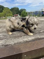 Snickerdoodle, a male Miniature Aussiedoodle for sale in Evensville, TN – 6 of 7