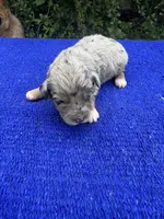 Cosmic Brownie, a male Miniature Aussiedoodle for sale in Evensville, TN – 8 of 10