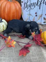 Nathan, a male Miniature Schnauzer and Schnoodle for sale in Evensville, TN – 4 of 5