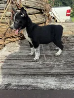 Willow, a female Australian Cattle Dog for sale in Evensville, TN – 8 of 10