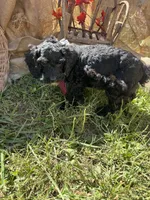 River, a male Miniature Schnauzer and Poodle - Miniature  for sale in Evensville, TN – 2 of 6