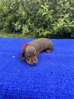 Sadie, a female Miniature Dachshund for sale in Evensville, TN – 8 of 10