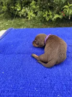 Izzy, a female Miniature Dachshund for sale in Evensville, TN – 3 of 8