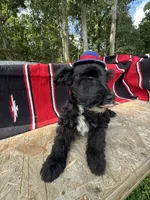 Richie, a male Schnoodle for sale in Evensville, TN – 5 of 7
