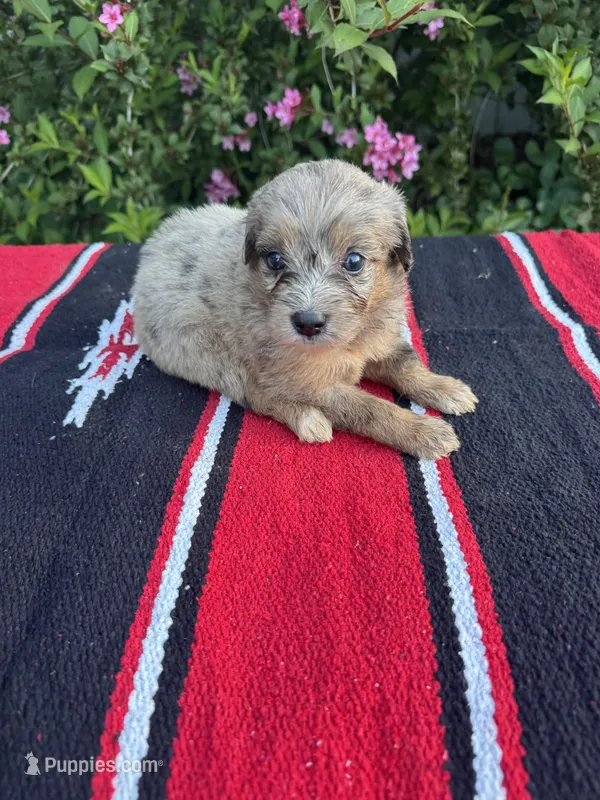 Honey Bun – Miniature Aussiedoodle puppy for sale in Evensville, TN